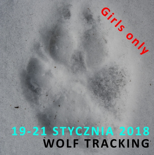 Girls only - wolf tracking