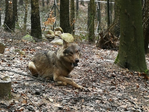 Wolf rescue mission / Akcja ratunkowa wilka